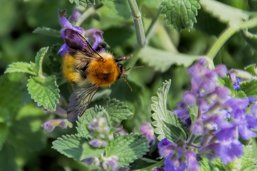 Bee Too Photograph by David Gleeson