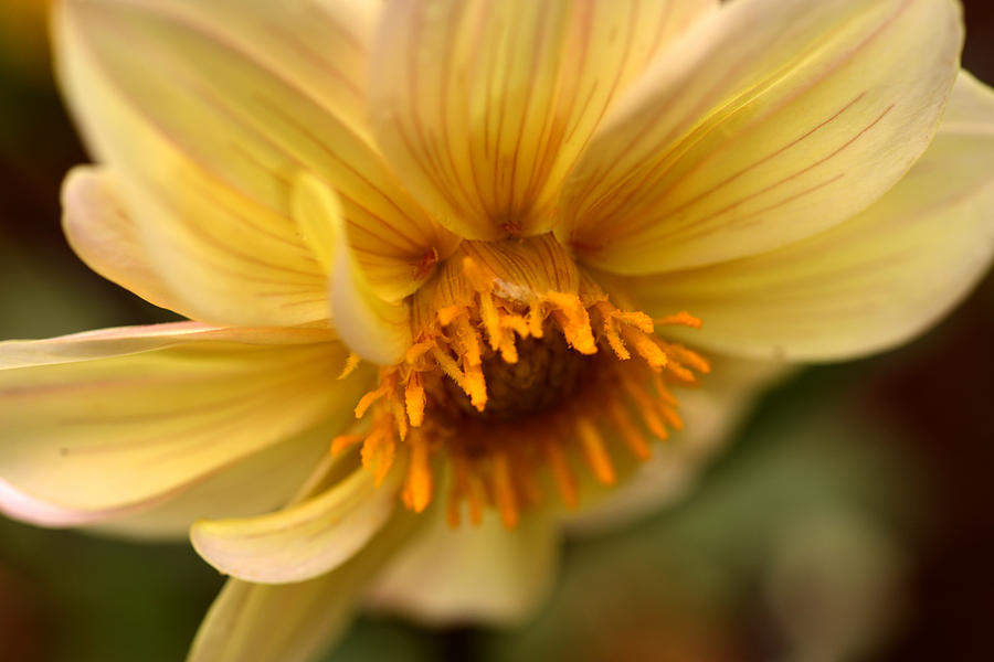 Flowers Still Life Photograph - Bee Trap by Wanda Brandon
