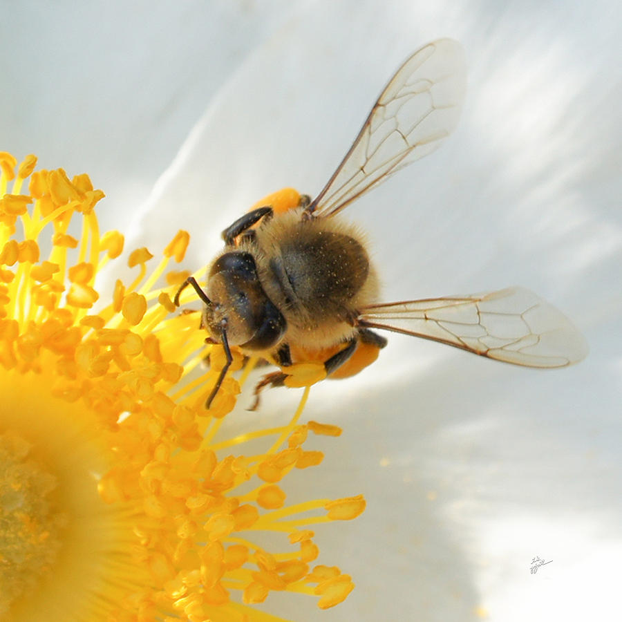 Bee-U-tiful Squared Photograph by TK Goforth