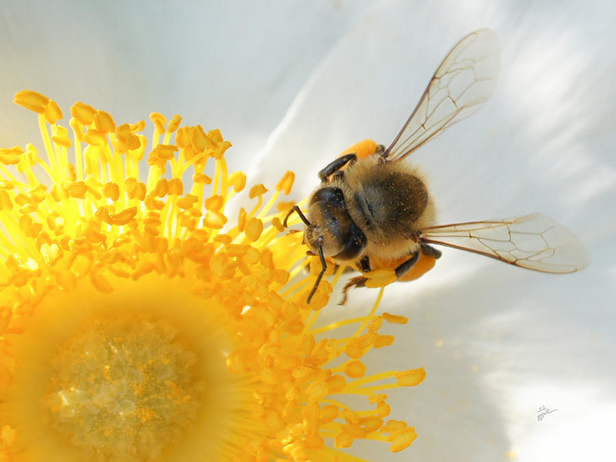 Bee-U-tiful Photograph by TK Goforth