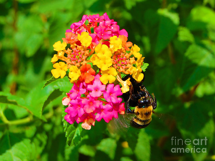 Bee Photograph - Bee-utiful I by Lanie Avery