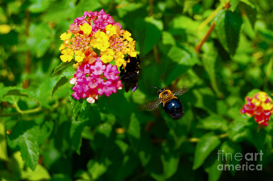 Flowers Still Life Photograph - Bee-utiful II by Lanie Avery