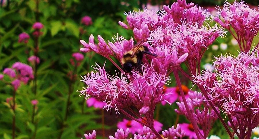 Bee-utiful Photograph by  Sharon Ackley