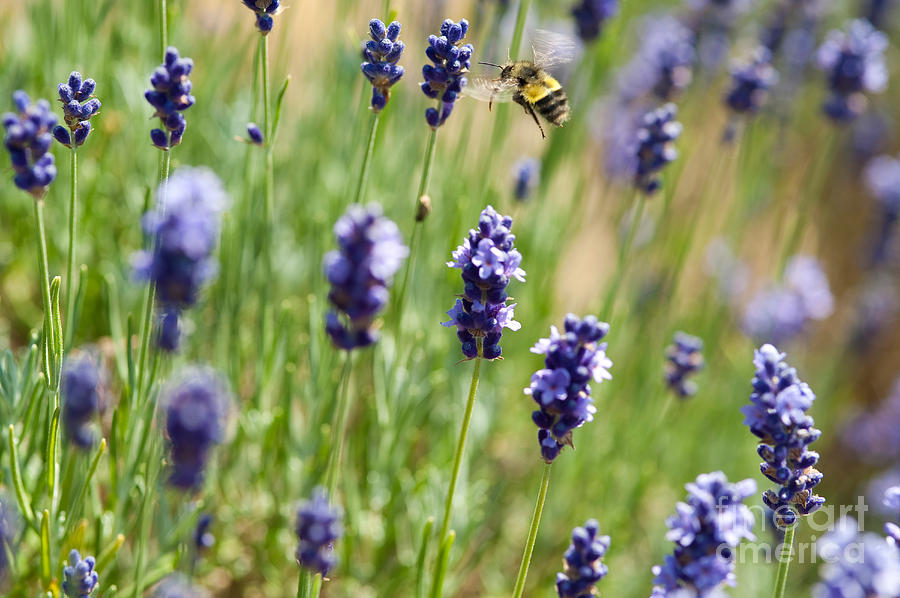 Bee Visiting Lavender Photograph by Jim Corwin