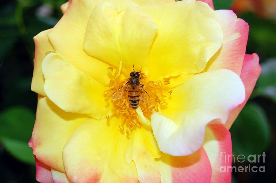 Bee Visiting Rose Photograph by Debra Thompson