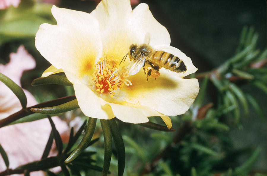 Bee Photograph by W Treat Davidson