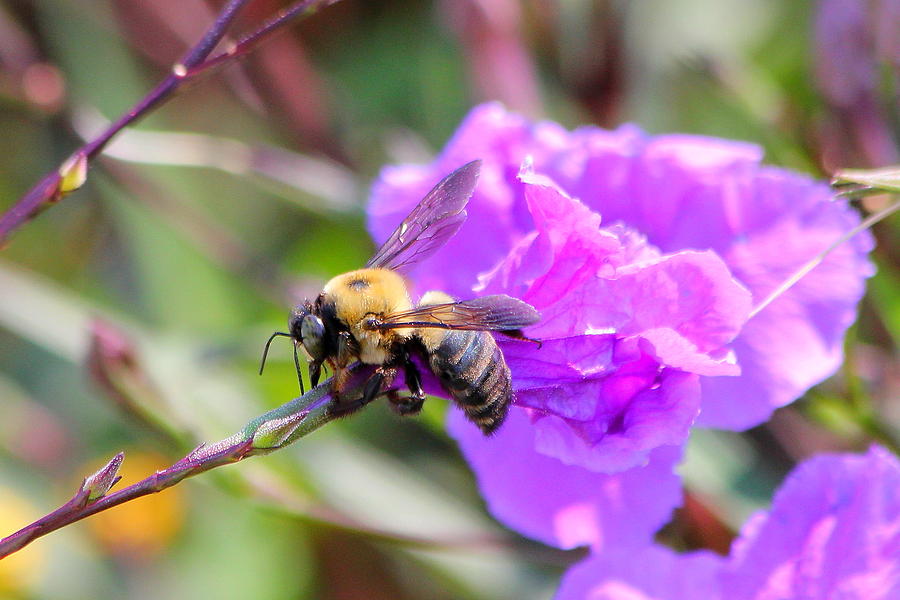 Bee Wear Photograph by Reid Callaway
