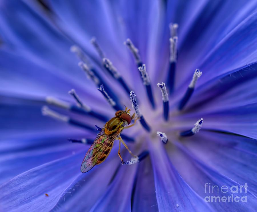 Bee - Wildflower - Chicory Photograph by Henry Kowalski