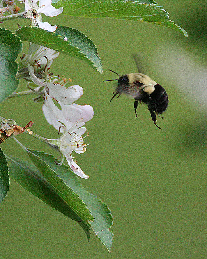 Bee with Apple Blossoms Photograph by William Selander