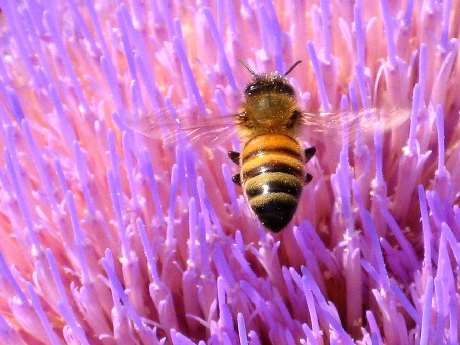Nature Photograph - Bee With Artichoke Flower by Alfred Ng