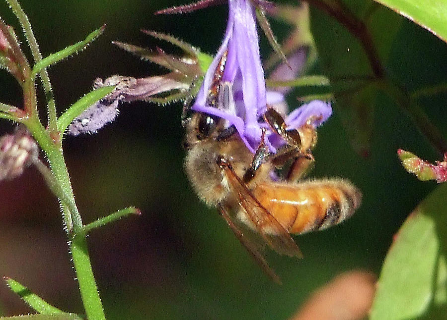 Bee with flower Photograph by Ron Roberts