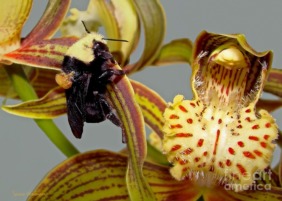 Orchid Photograph - Bee With Pollen Sac On Its Back by Susan Wiedmann