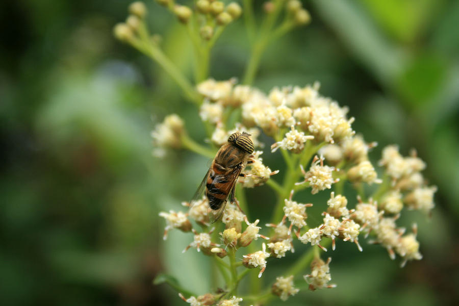 Bee With Striped Eyes Photograph by Robert Hamm - Fine Art America