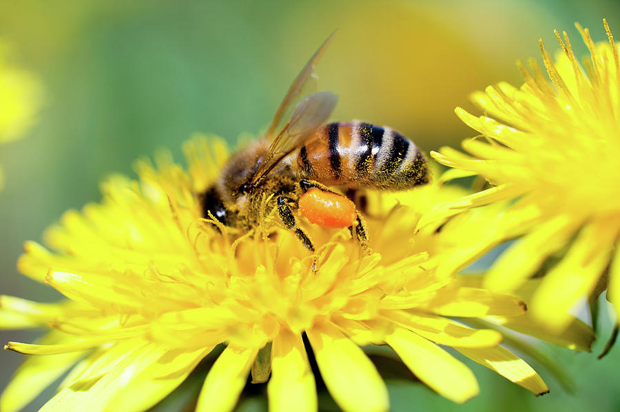 Bee Working On Yellow Dandelion Photograph by Alexandrumagurean