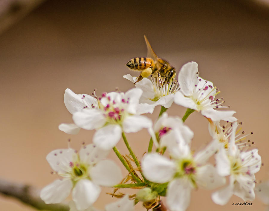 Bee Working The Bradford Pear 4 Photograph