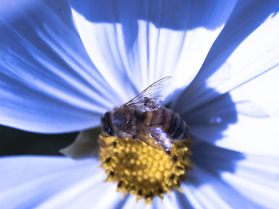 Beeblue Photograph by Tara Lynn