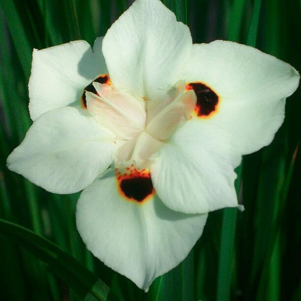 Flower Photograph - Beebs (memawbb) Japanese Iris by Kristen Lyles