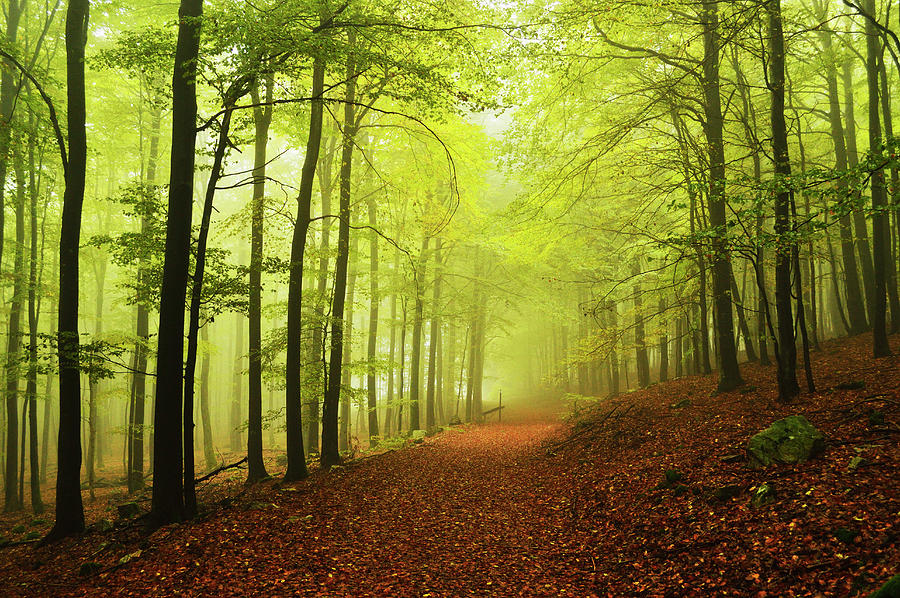 Beech Forest And Morning Fog Photograph by Jochen Schlenker
