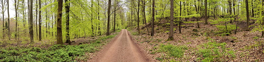 Beech Forest In Spring Photograph by Hans-peter Merten