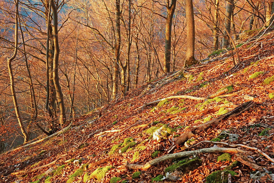 Beech Forest, Swabian Alb Photograph by Jochen Schlenker