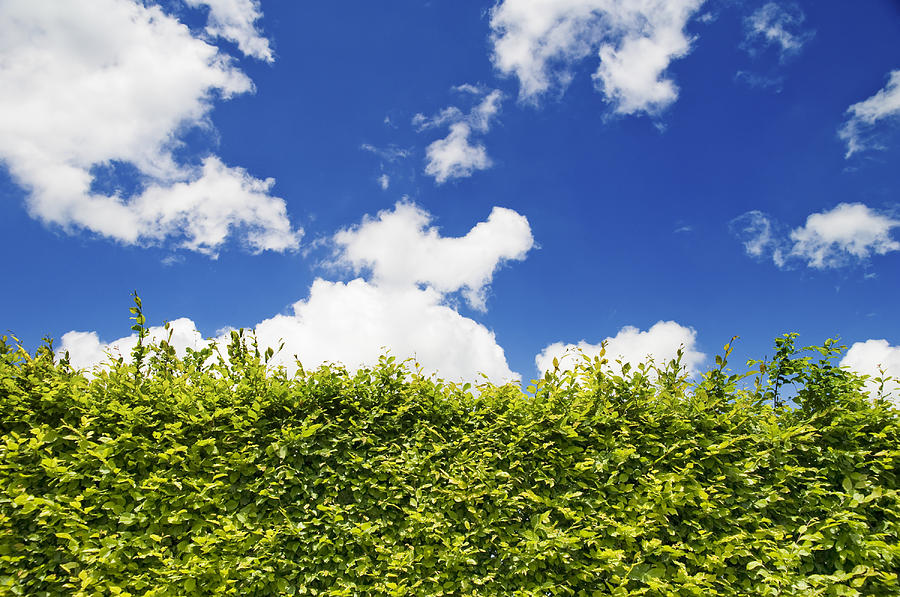 Beech Hedge with blue sky Photograph by Chevy Fleet