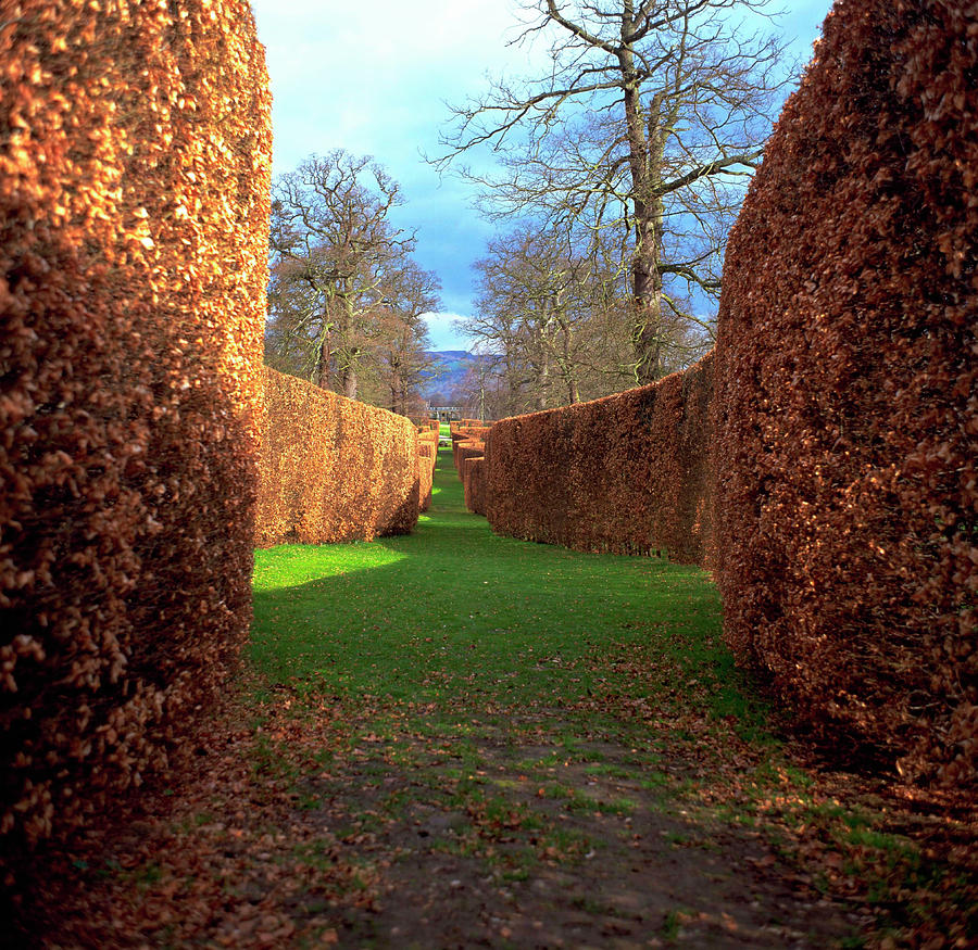 Beech Hedges In Autumn by W Broadhurst/science Photo Library