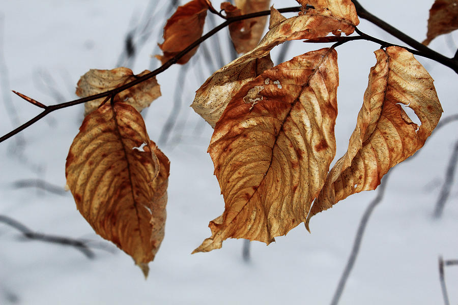 Winter Photograph - Beech Leaves by Andrew Pacheco