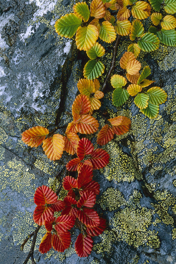 Beech Leaves In Fall Colors Tasmania Photograph by Grant  Dixon