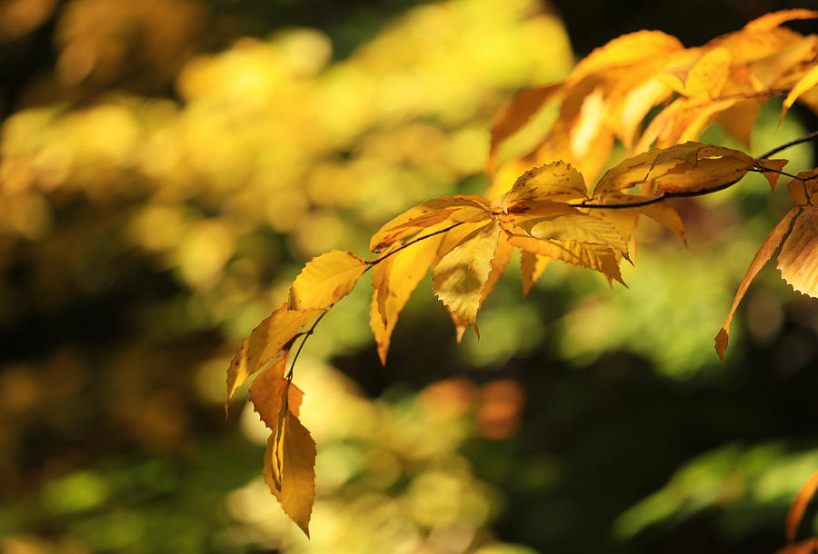 Beech Leaves of Gold Photograph by Rachel Cohen