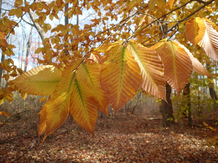 Beech Leaves Photograph by Robert Nickologianis