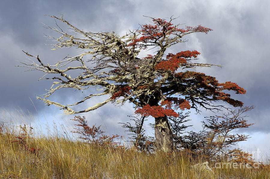 Beech Tree, Chile Photograph by John Shaw