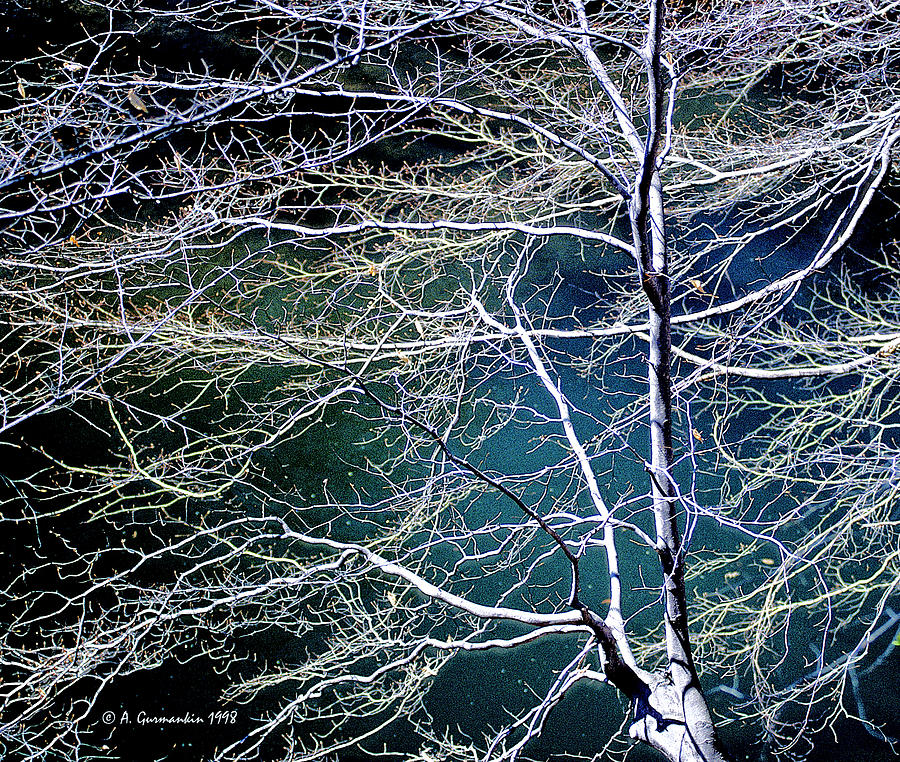 Beech Tree Highlights and Shadows Digital Art Photograph by A Macarthur Gurmankin