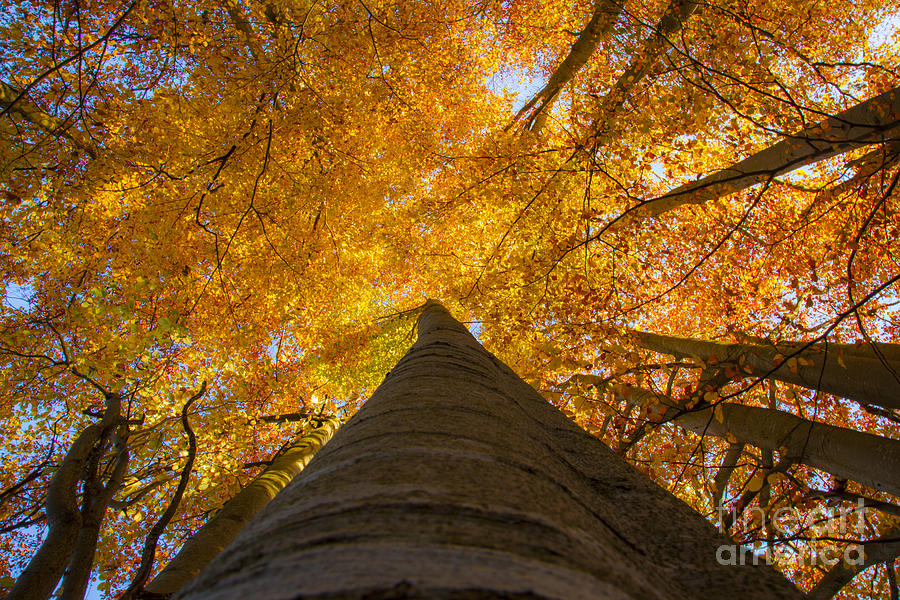 Beech Tree In Fall Photograph by Fabian Roessler | Fine Art America