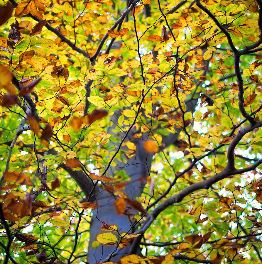 Beech Tree In Fall Photograph By Geoffrey Baker