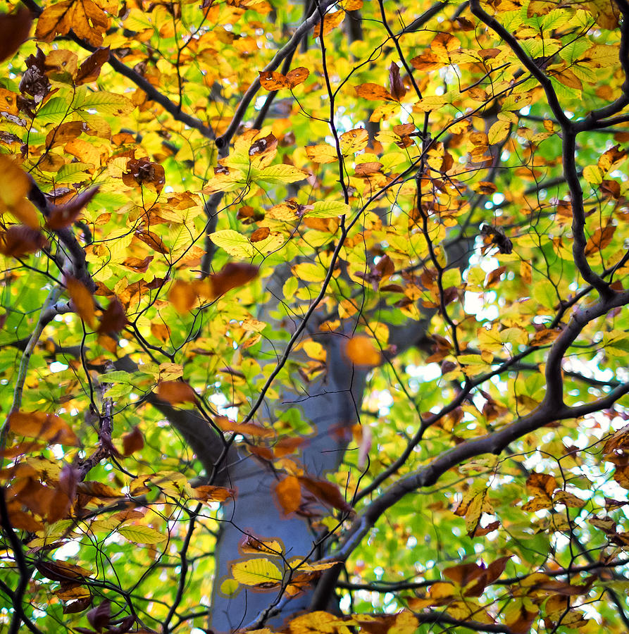 Beech Tree In Fall Photograph by Geoffrey Baker