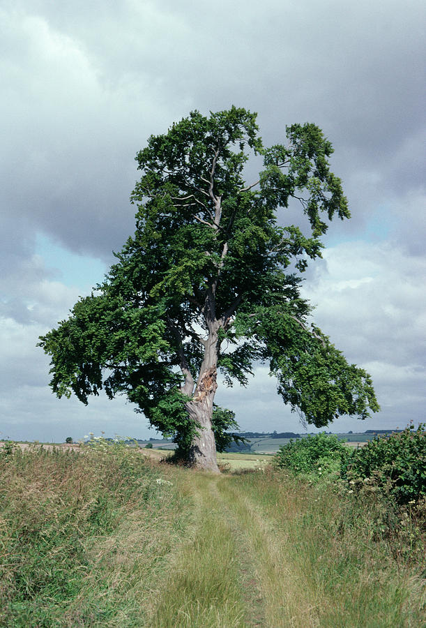 Beech Tree In July Photograph by Dr Rob Stepney/science Photo Library