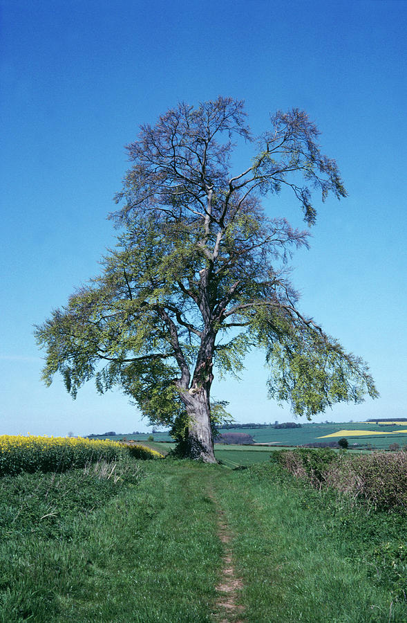 Beech Tree In May Photograph by Dr Rob Stepney/science Photo Library
