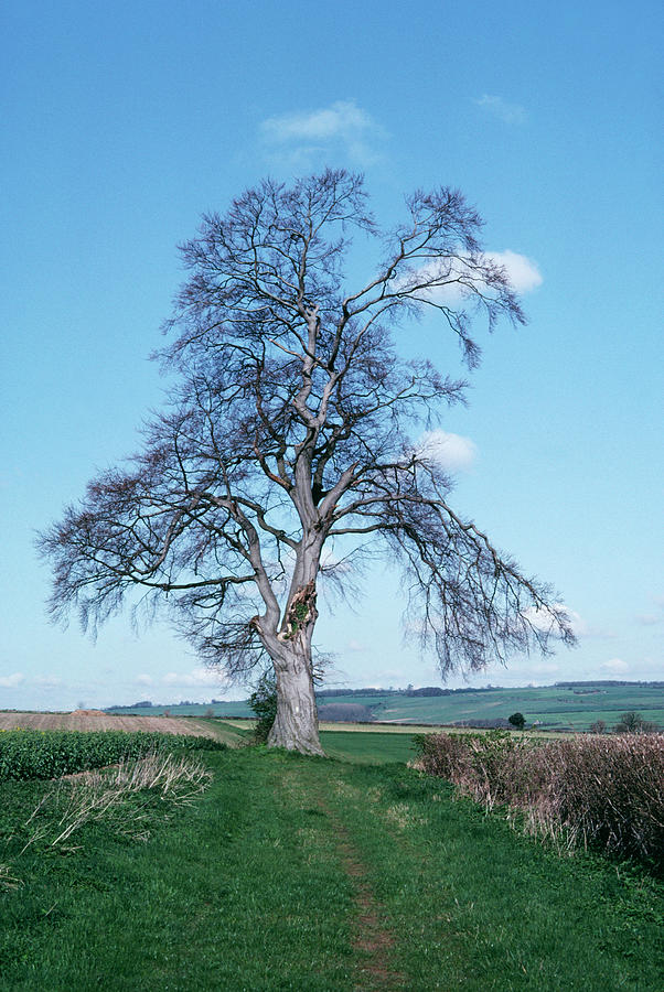 Beech Tree In November Photograph By Dr Rob Stepney Science Photo 