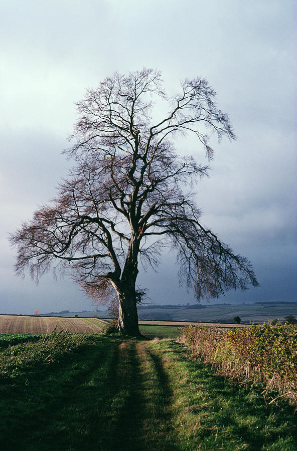 Beech Tree In October Photograph by Dr Rob Stepney/science Photo ...