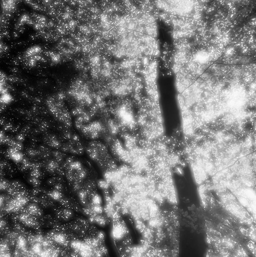 Beech tree in spring with glowing leaves 2 - monochrome #1 Photograph by Ulrich Kunst And Bettina Scheidulin