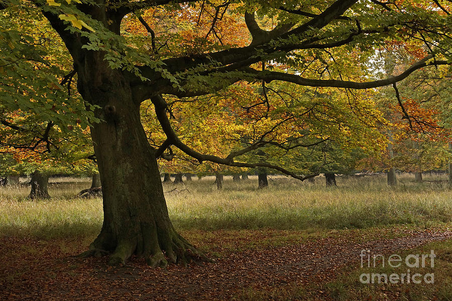 Beech tree in the fall Photograph by Inge Riis McDonald