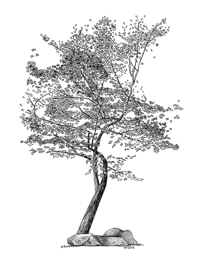 Beech Tree Drawing by Scott Woyak