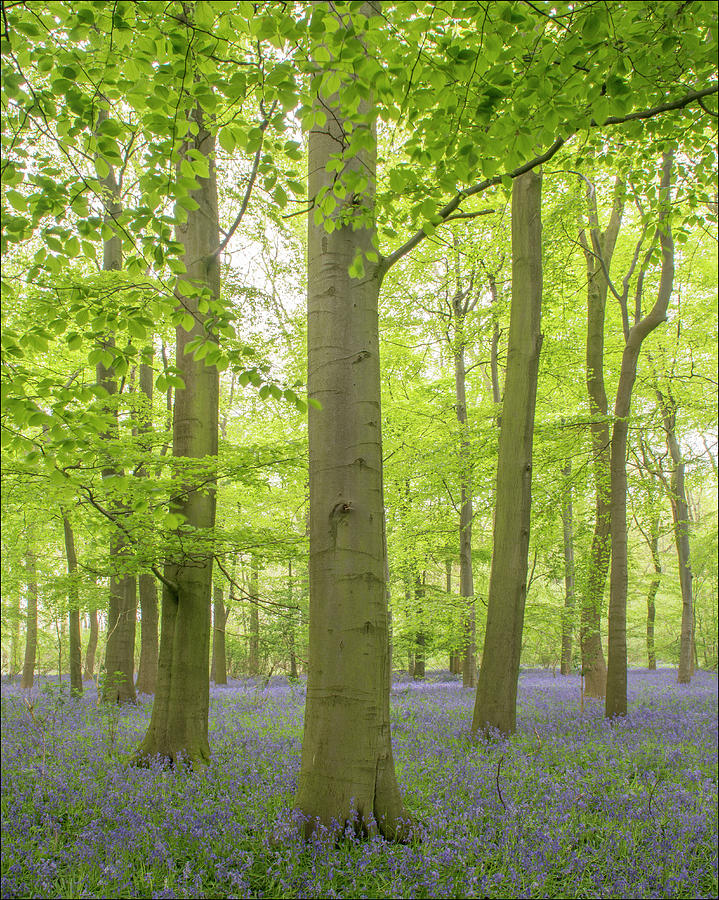 Beech Trees And Bluebells Photograph by Terry Roberts Photography