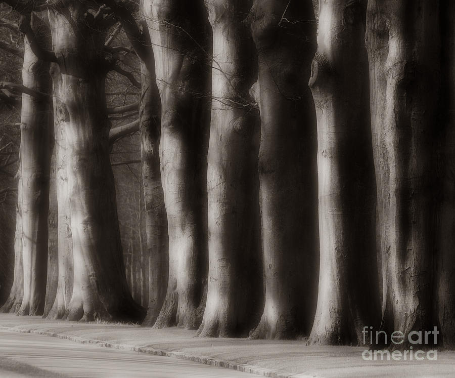 Beech Trees at Keukenhof Garden Photograph by Colin Woods