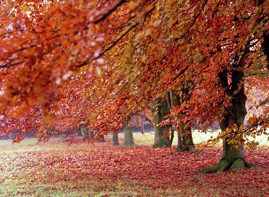 Beech Trees (fagus Sylvatica) Photograph by Rachel Warne/science Photo ...