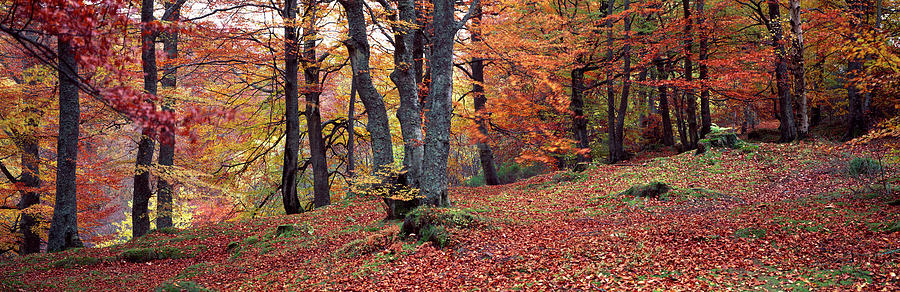 Beech Trees In Autumn, Aberfeldy, Perth Photograph by Panoramic Images