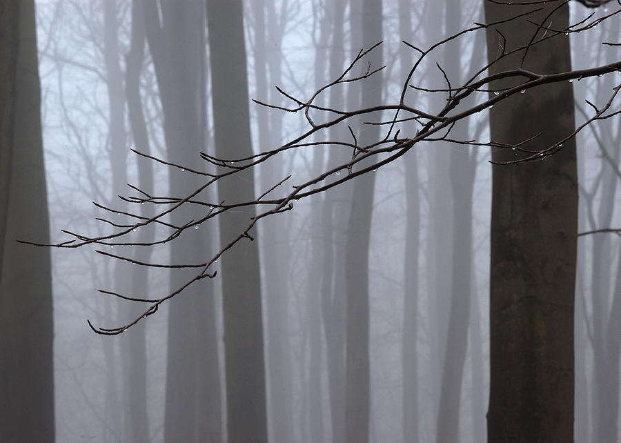 Beech trees in fog Linacre Photograph by Jerry Daniel