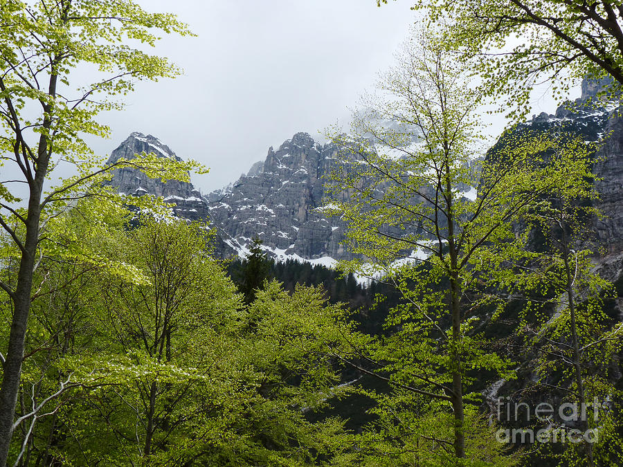 Beech trees in Spring - Dolomites Photograph by Phil Banks