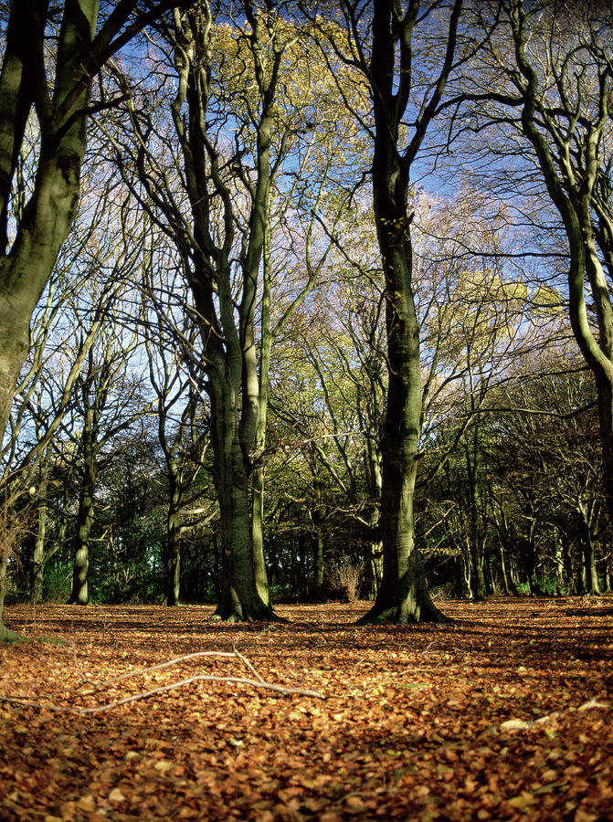 Beech Trees by Paul Harcourt Davies/science Photo Library