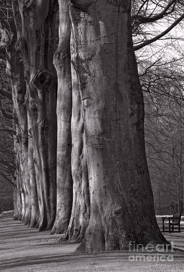 Tree Photograph - Beech Trunks in Keukenhof Gardens Holland by Colin Woods